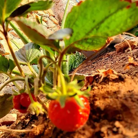 El Bounty1 Puerto del Rosario (Fuerteventura)