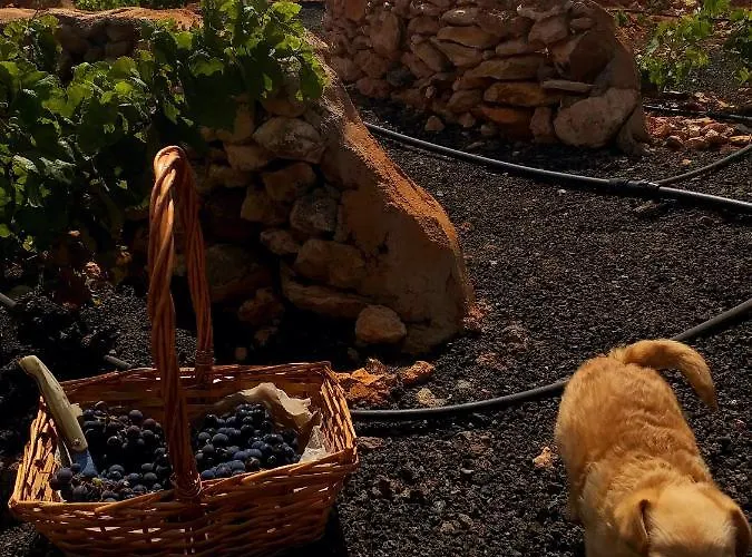 El Bounty1 アパート プエルト・デル・ロサリオ