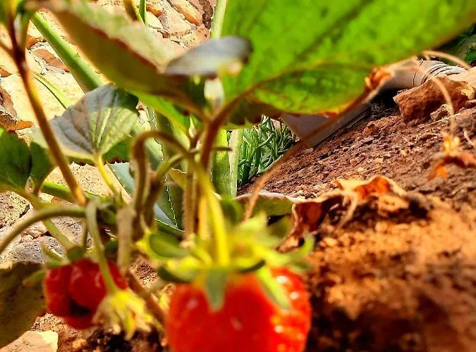 El Bounty1 プエルト・デル・ロサリオ