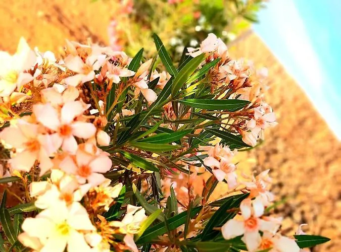 アパート El Bounty1 *