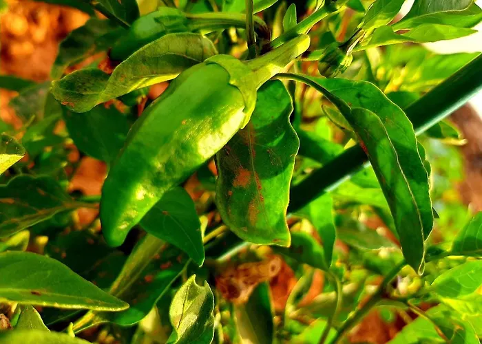 El Bounty1 アパート