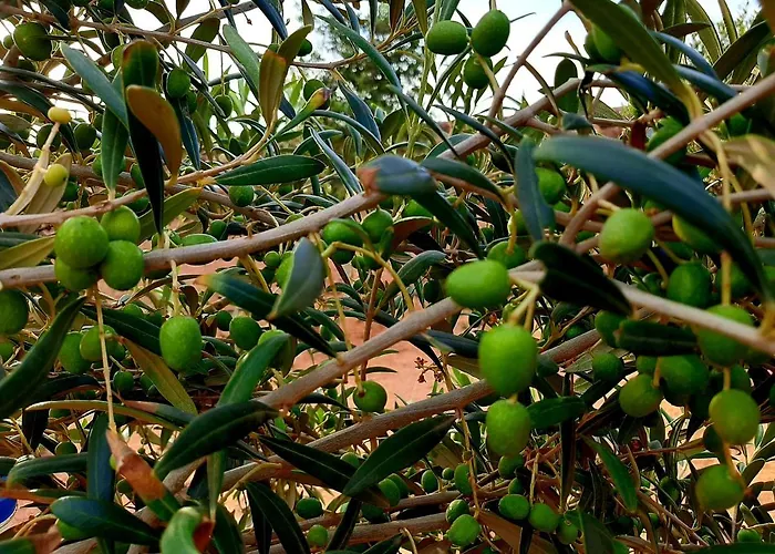 El Bounty1 アパート