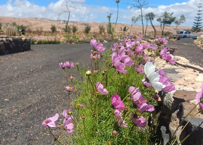 アパート El Bounty1 プエルト・デル・ロサリオ