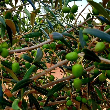 El Bounty1 Apartmán